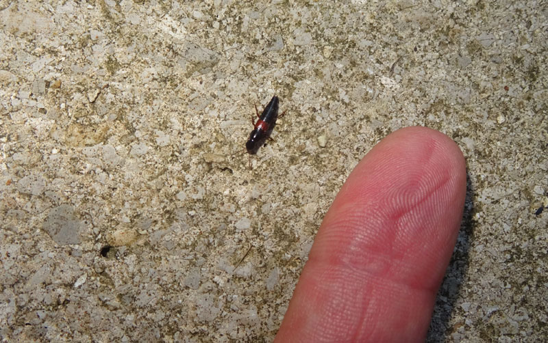 Quedius sp. - Staphylinidae